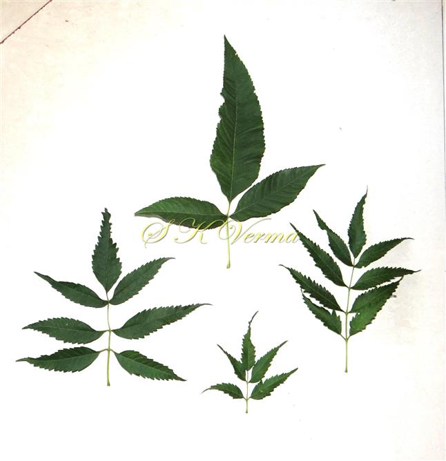  Leaves